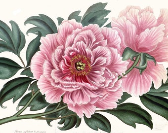 antique french botanical print double peony pink flower illustration digital download