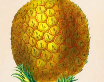 antique french botanical print ananas pineapple illustration digital download