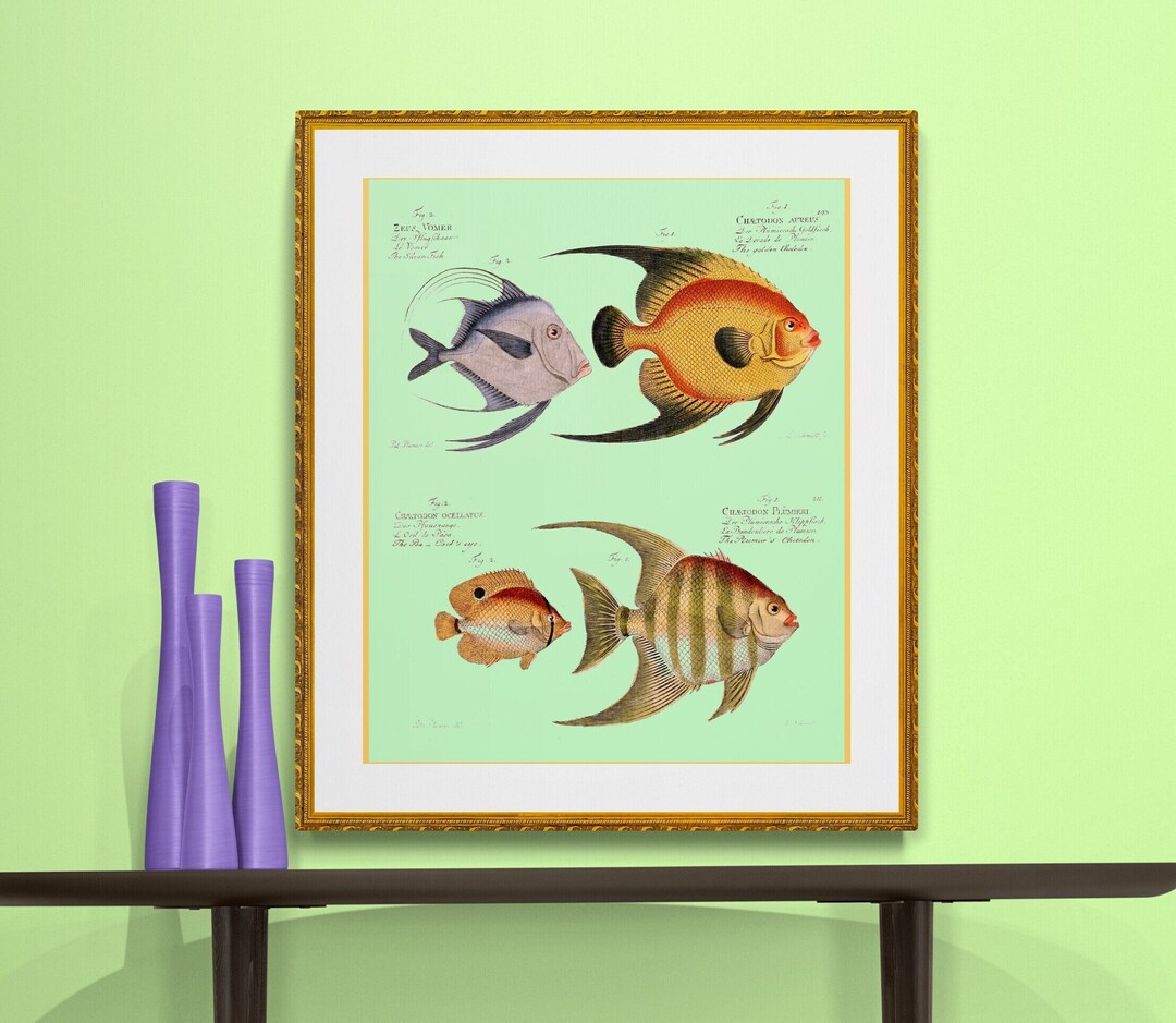 Antique French Illustration Butterfly Fish DIGITAL DOWNLOAD - Etsy