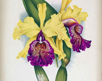 antique french botanical print tropical flower purple and yellow orchid illustration DIGITAL DOWNLOAD