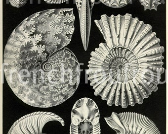 antique victorian seashells 1904 lithograph ammonitida Ernest Haeckel