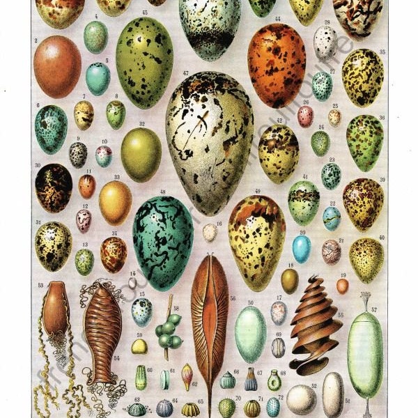 exotic bird eggs antique French illustration  digital download
