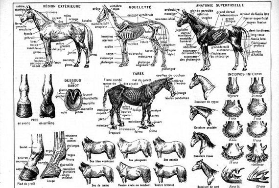 French Equine Anatomy Chart