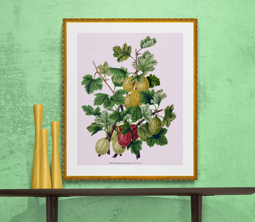 Currant Fruits Antique French Botanical Illustration Digital Etsy