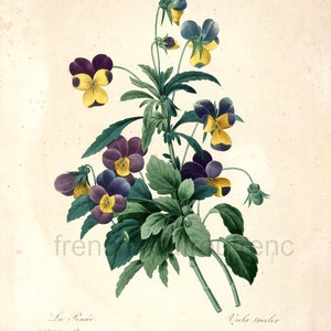 antique french botanical print purple and yellow pansy DIGITAL DOWNLOAD