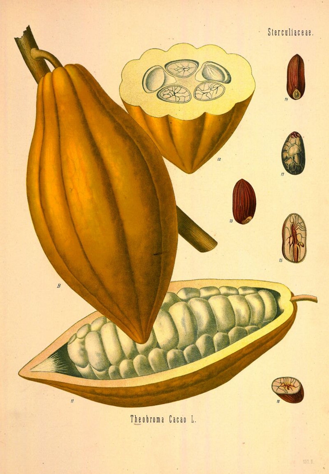Antique french botanical print cacao beans illustration Etsy