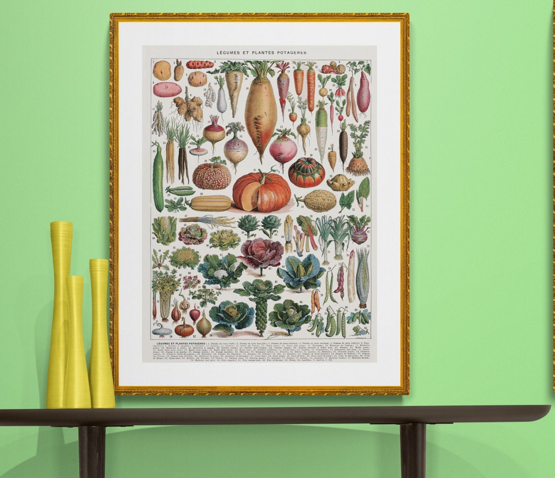 アンティークなフランスの植物イラスト野菜、カボチャ、キャベツ、カブ