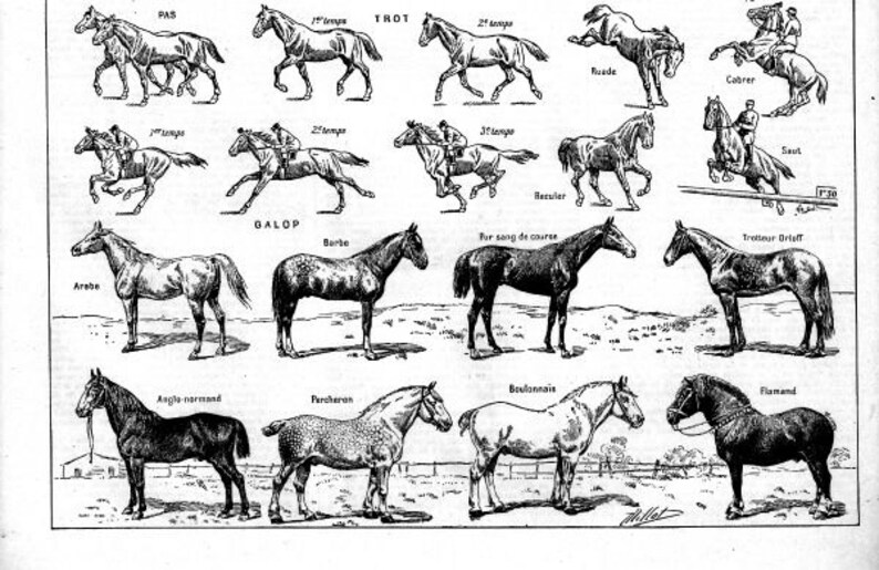 Antique French Horses Anatomy Illustration Digital Download Etsy