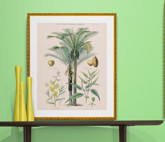 Plants Used in Clothing and Cordage, Palm Tree Illustration