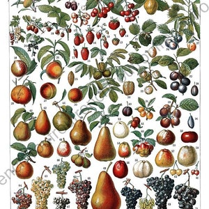 vintage french illustration grapes cherries strawberries fruits illustration DIGITAL DOWNLOAD