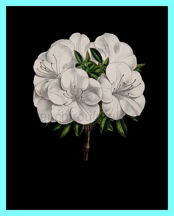Flor de azalea blanca victoriana sobre la ilustración de fondo - Etsy México