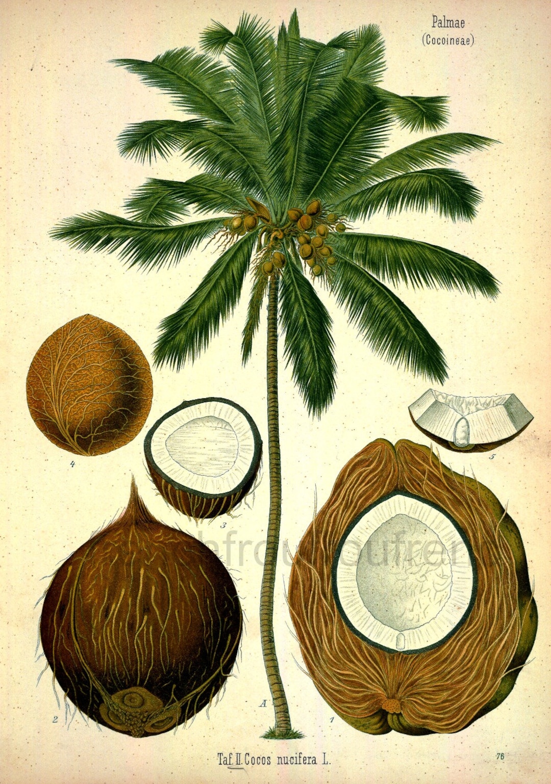 Antique Botanical Print Coconut Tree Illustration Digital Download