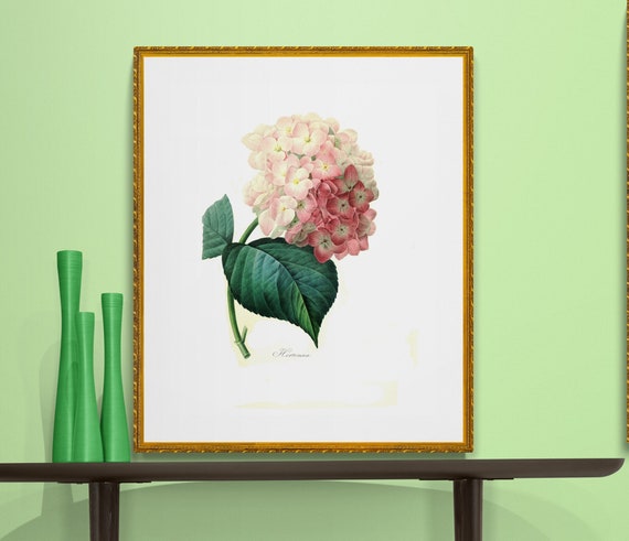 Buy French Botanical Illustration Pink Hortensia Online in India - Etsy