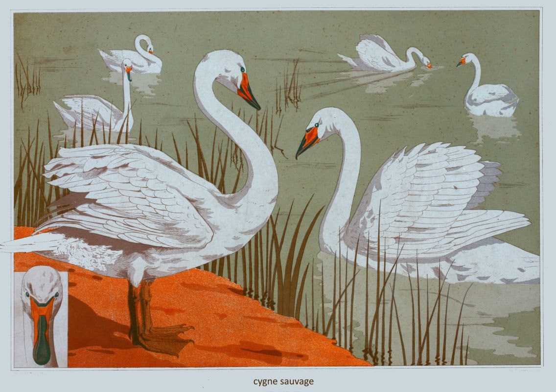 Antique French White Wild Swans Illustration Digital Download Etsy