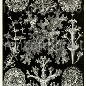 antique lichen seaweed 1904 lithograph lichenes ernst haeckel DIGITAL DOWNLOAD