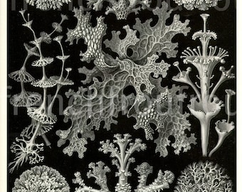antique lichen seaweed 1904 lithograph lichenes ernst haeckel DIGITAL DOWNLOAD