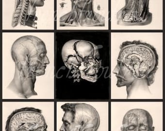 antique french human anatomy skull medical illustration digital download