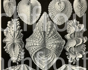 antique victorian seashells  illustration 1904 lithograph ernest Haeckel acephala