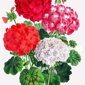 pelargonium geranium medicinal plants antique botanical illustration illustration DIGITAL DOWNLOAD