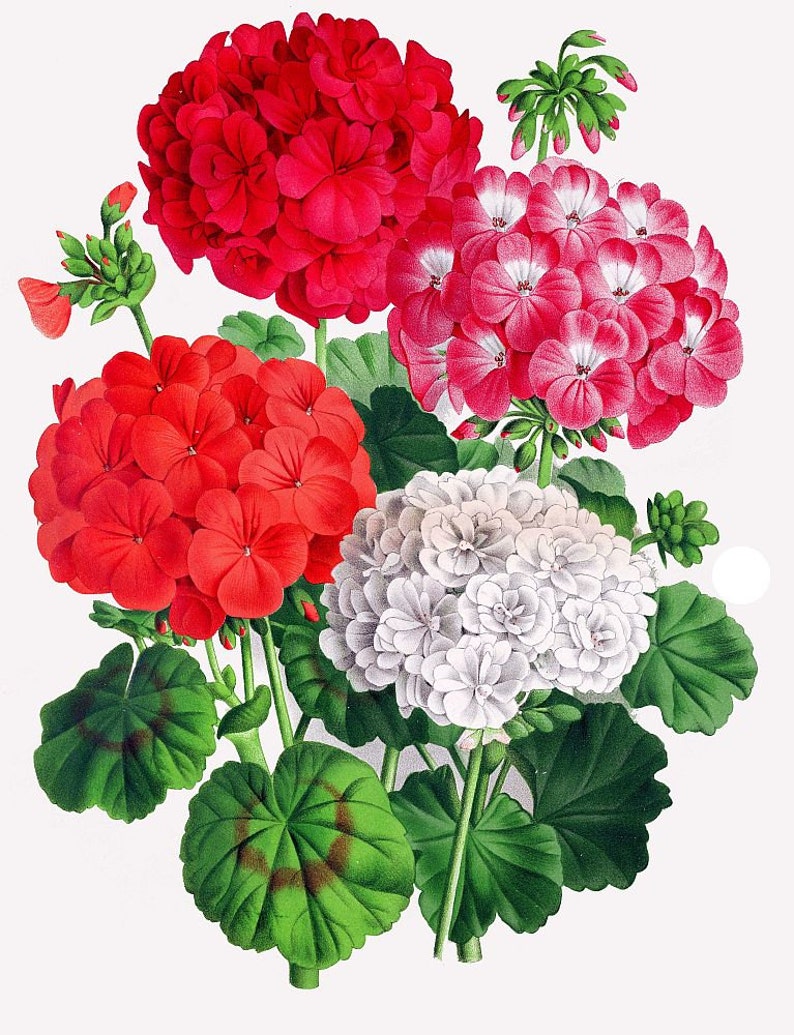 pelargonium geranium medicinal plants antique botanical illustration illustration DIGITAL DOWNLOAD image 1