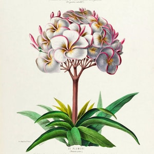 plumeria antique french botanical print tropical flower illustration digital download