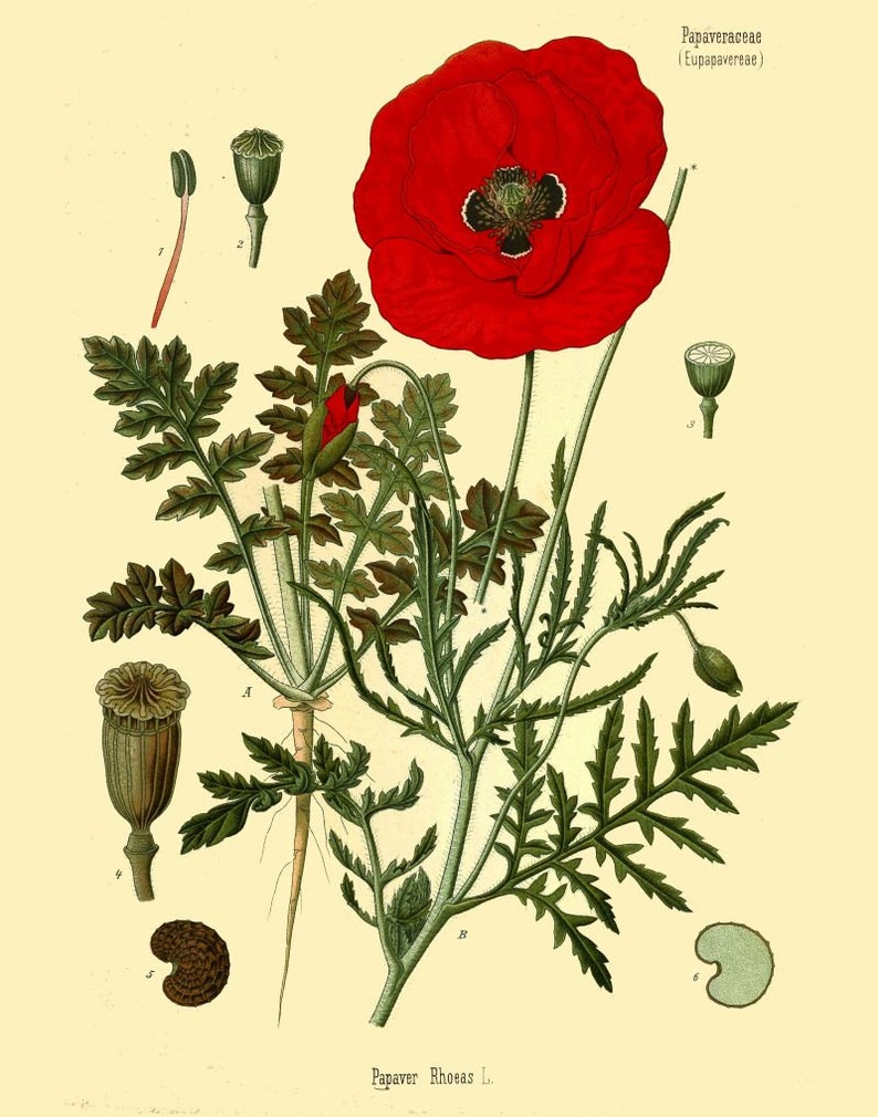 Antique botanical print red poppy flowers illustration digital | Etsy