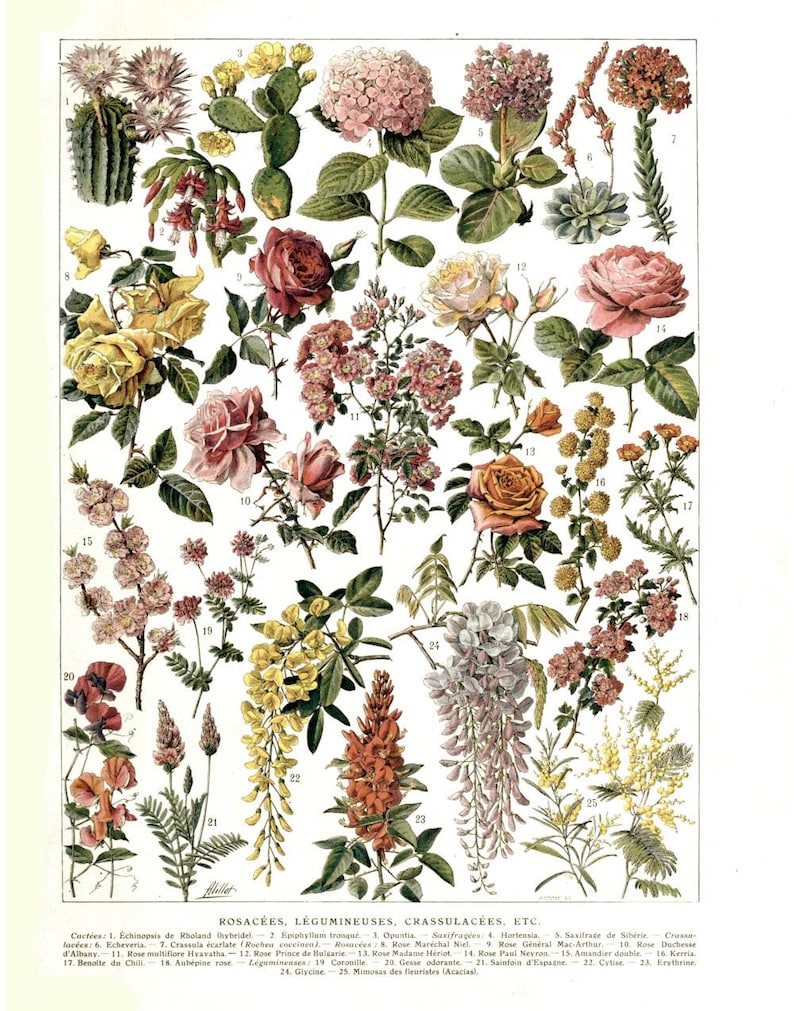 Antique french learning board botanical print digital download | Etsy