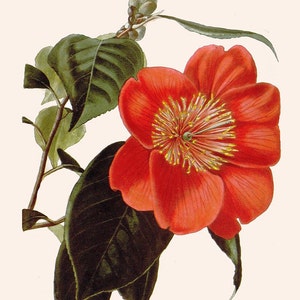 antique french victorian botanical print camellia japonica red flower illustration DIGITAL DOWNLOAD