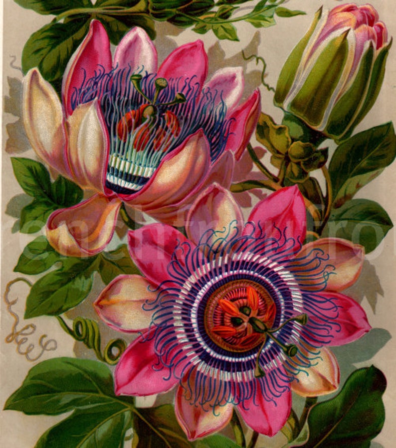 antique botanical print passion flower illustration DIGITAL DOWNLOAD image 2