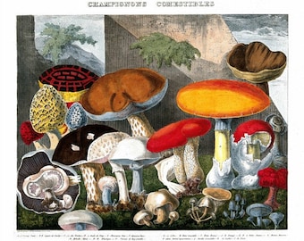 antique french mycology print species of edible mushrooms illustration DIGITAL DOWNLOAD