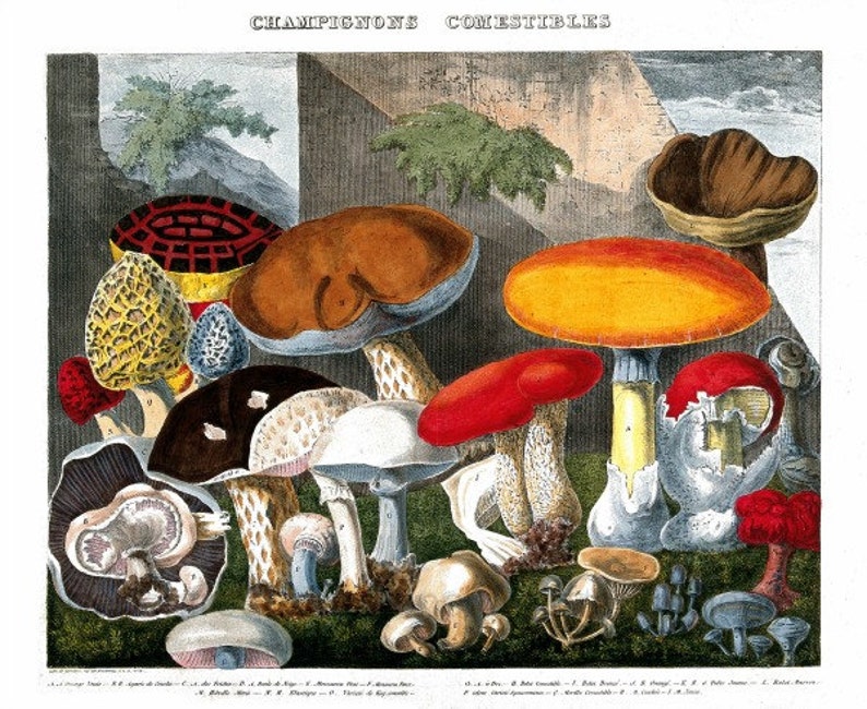 Antique French Mycology Print Species of Edible Mushrooms - Etsy