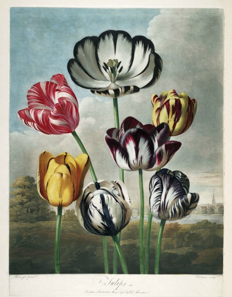 antique english colorful tulips illustration DIGITAL DOWNLOAD image 1