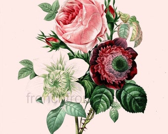 antique french botanical print pink roses anemone clematide flowers digital download