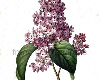 antique french botanical illustration lilac flowers DIGITAL DOWNLOAD