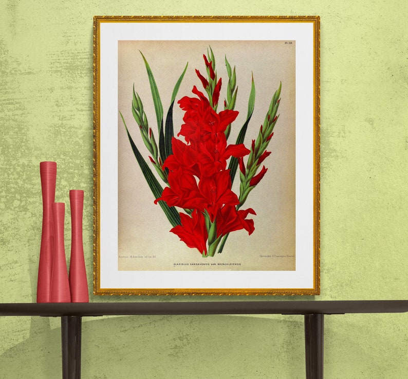 red gladiolus antique French botanical illustration DIGITAL DOWNLOAD image 1