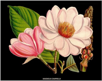 french botanical  print magnolia flower illustration black background digital download