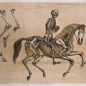 May include: A detailed anatomical illustration of a human skeleton riding a horse skeleton. The human skeleton is in a riding position, with its arms outstretched and its legs bent. The horse skeleton is in a running position, with its legs extended. The illustration is in black and white and is set against a light brown background.