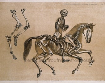 antique anatomical print man riding a horse skeleton illustration DIGITAL DOWNLOAD