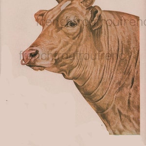 Art deco big bull farm animal price winner illustration DIGITAL DOWNLOAD