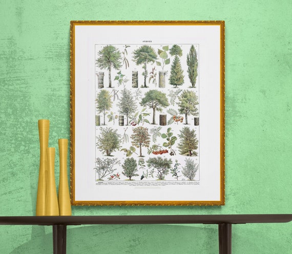 Names Of Trees In French