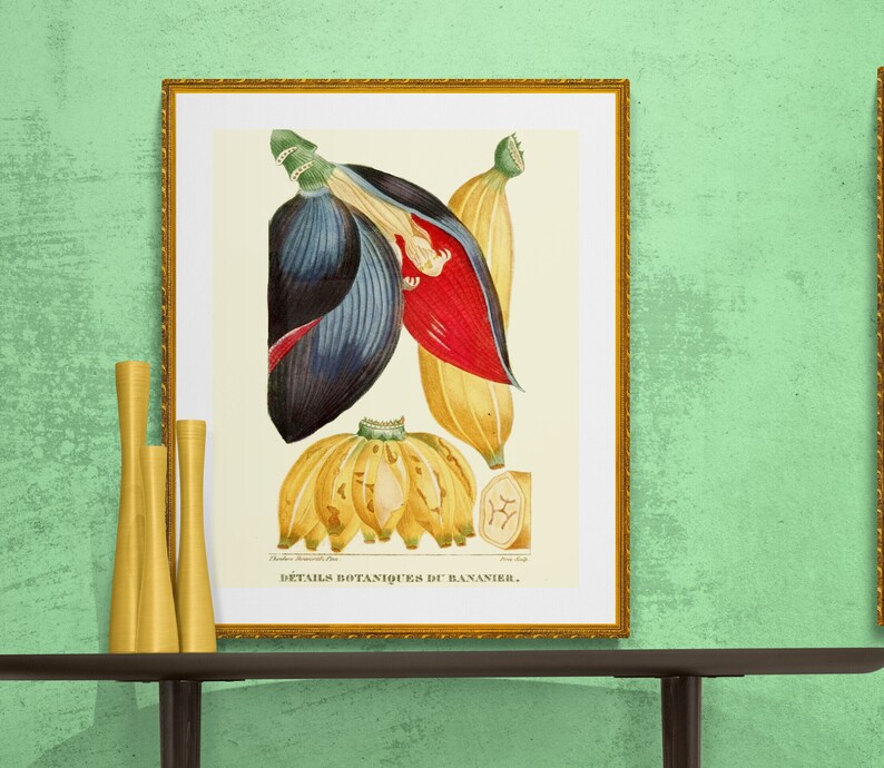 banana fruit and flower, antique French botanical illustration, digital downnload image 1