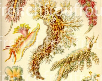 antique  sea creatures jellyfishes coral illustration nudibranchia ernst haeckel digital download