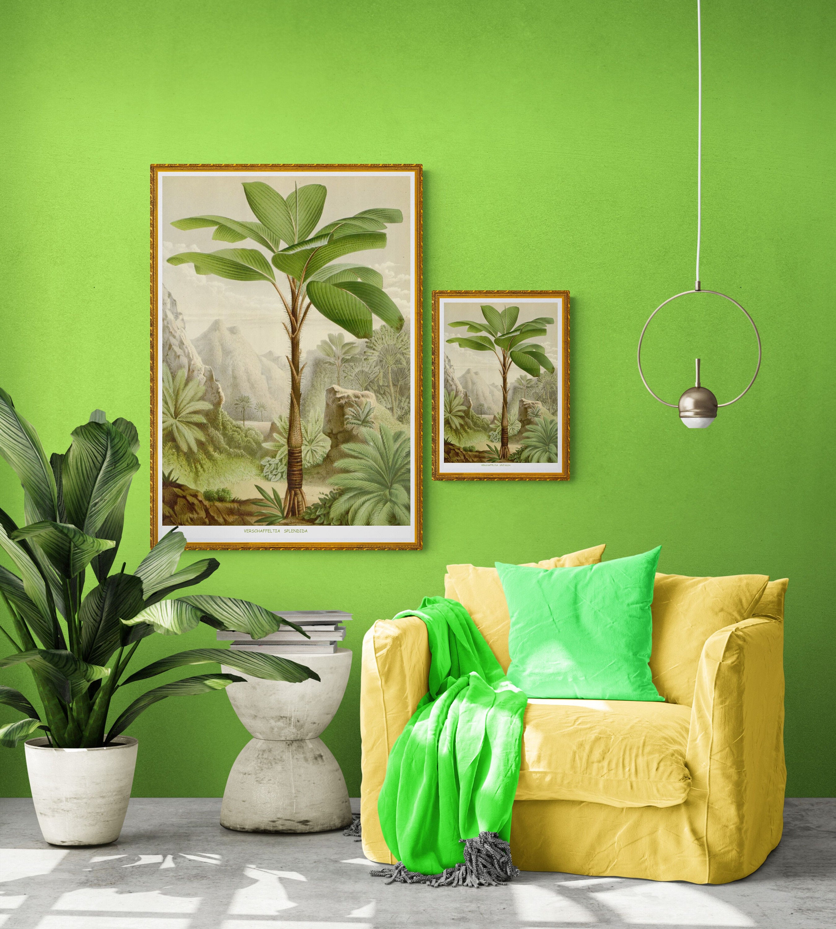 Seychelles Stilt Palm Hawaii 1896 Vintage Botanical Illustration Print Seychelles Stilt Palm Hawaii 1896 Vintage Botanical Illustration Print