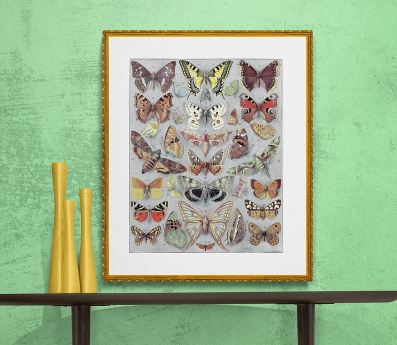 butterflies antique French illustration digital download image 1