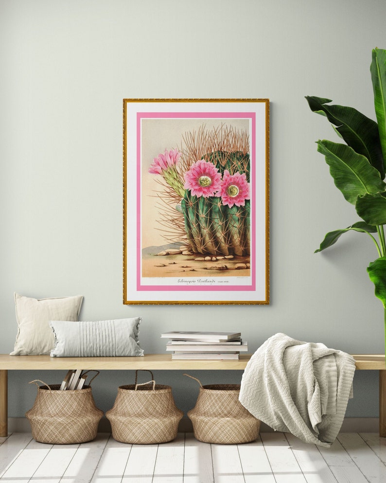 pink cactus flower echinopsis sea-hurchin cacti , antique French botanical illustration digital download POSTER SIZE image 2