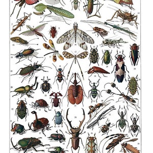 Insectes Français tableau d’apprentissage illustration antique téléchargement numérique