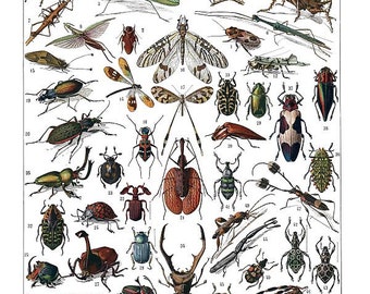 Insects French learning board antique illustration digital download