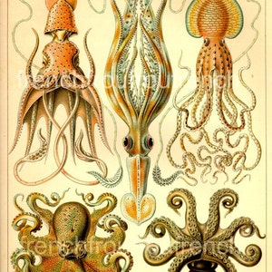 antique victorian octopus fishes illustration ernst haeckel digital download