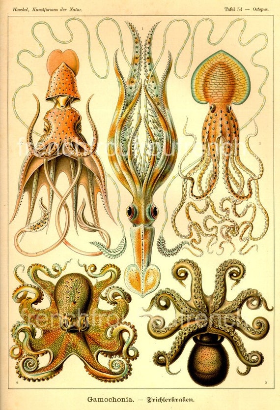 Antique octopus discount