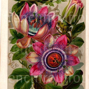 antique botanical print passion flower illustration DIGITAL DOWNLOAD image 1